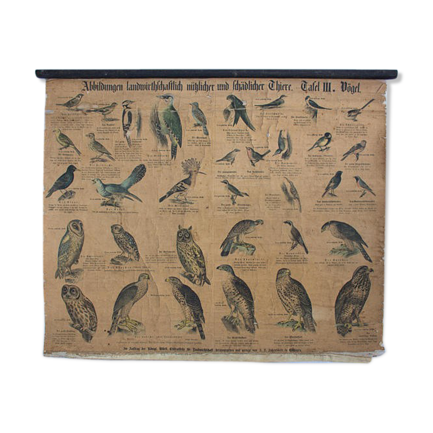 Poster 'birds' Offsetdruck von j. F. Schreiber Professor burst. Jäger / Dr. Ernst Hofman 1899
