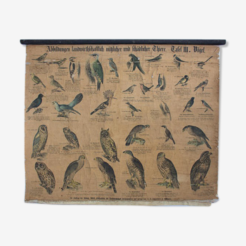 Poster 'birds' Offsetdruck von j. F. Schreiber Professor burst. Jäger / Dr. Ernst Hofman 1899
