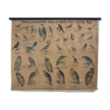 Poster 'birds' Offsetdruck von j. F. Schreiber Professor burst. Jäger / Dr. Ernst Hofman 1899