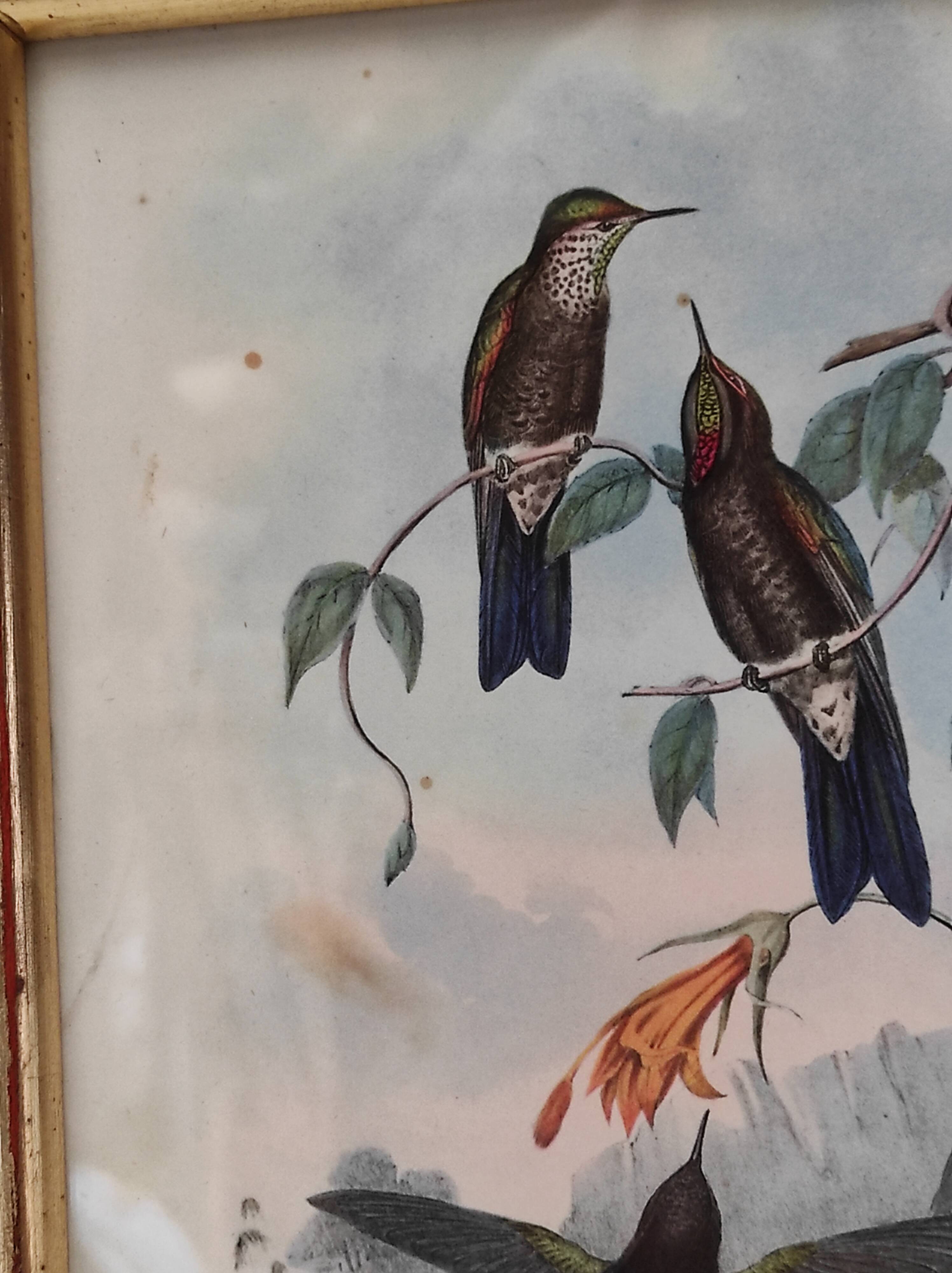 Lithography illustration bird Ramphomicron Stanleyi vintage engraving gilded frame