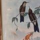 Lithography illustration bird Ramphomicron Stanleyi vintage engraving gilded frame