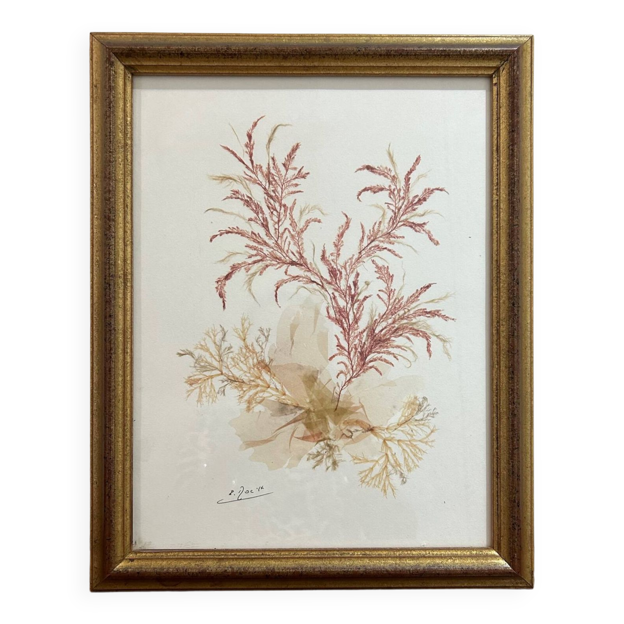 vintage painting natural algae