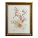 vintage painting natural algae