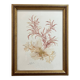 tableau vintage algues naturelles