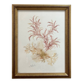tableau vintage algues naturelles