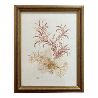 vintage painting natural algae