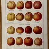 Lithograph on cider apples - 1920