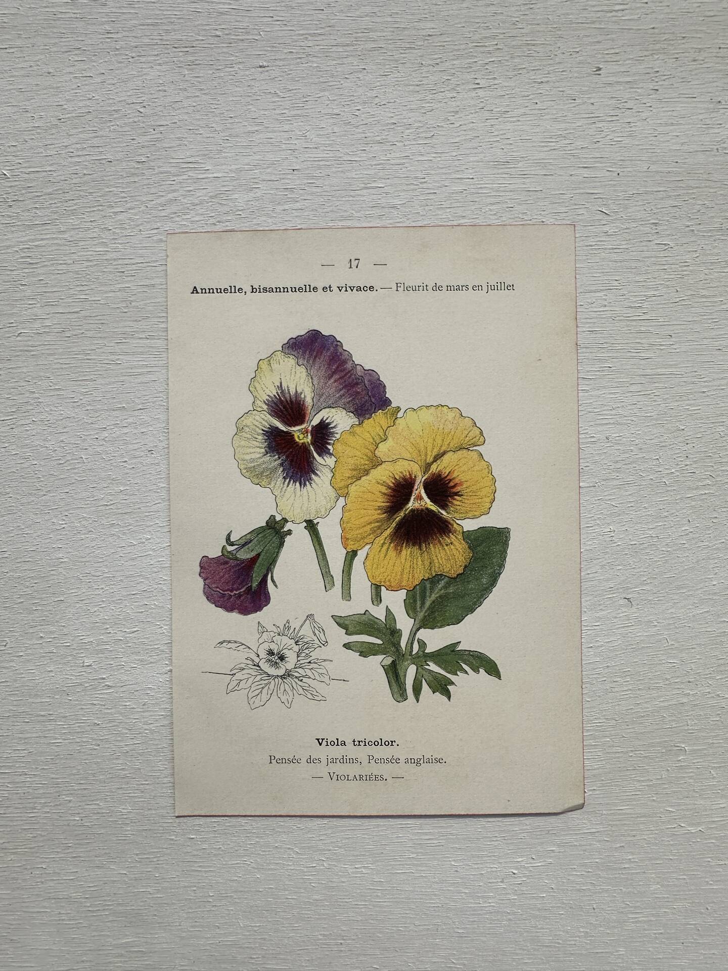 Botanical Plate 1800 Old Naturalist Engraving 19th Century Double-Sided
