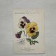 Botanical Plate 1800 Old Naturalist Engraving 19th Century Double-Sided
