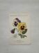 Botanical Plate 1800 Old Naturalist Engraving 19th Century Double-Sided