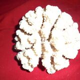 white coral, collection, curiosity cabinet