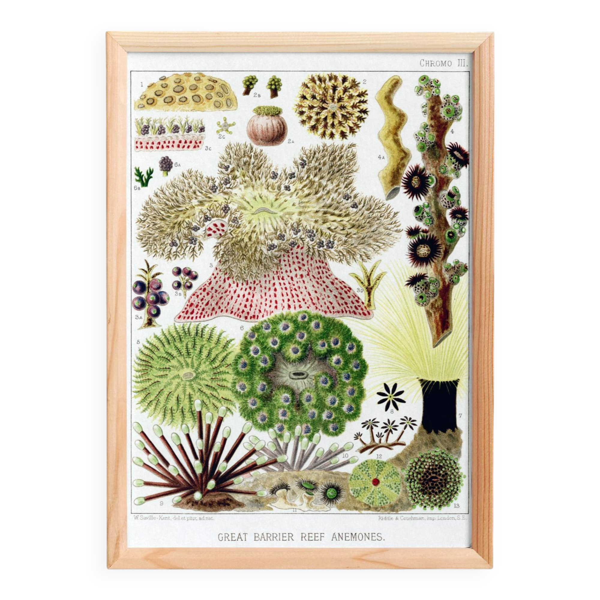 Affiche sur les anémones de la Grande Barrière de Corail, 1893