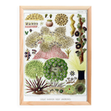 Affiche sur les anémones de la Grande Barrière de Corail, 1893