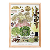 Poster about the anemones of the Great Barrier Reef, 1893