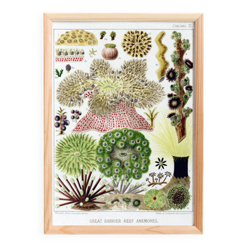 Poster about the anemones of the Great Barrier Reef, 1893