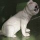 Chien, bouledogue, en terre cuite de Bavent