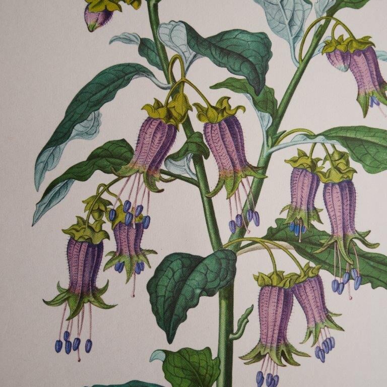 Botanical board Hebecladus - Servier