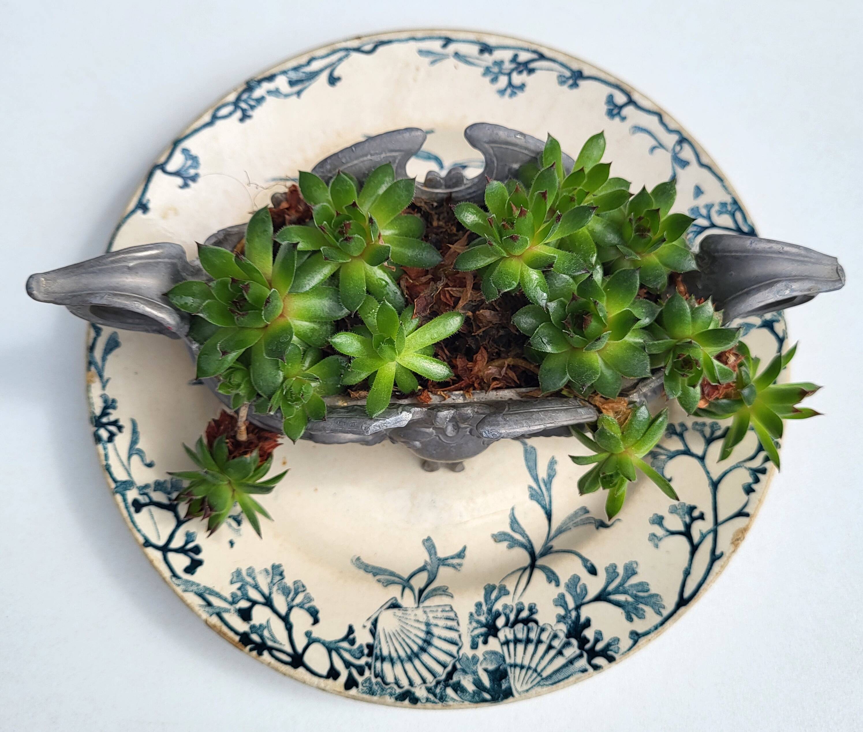 Plate Earth & Sea Seagulls & Seashells