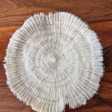 White coral 1970s seashell large size