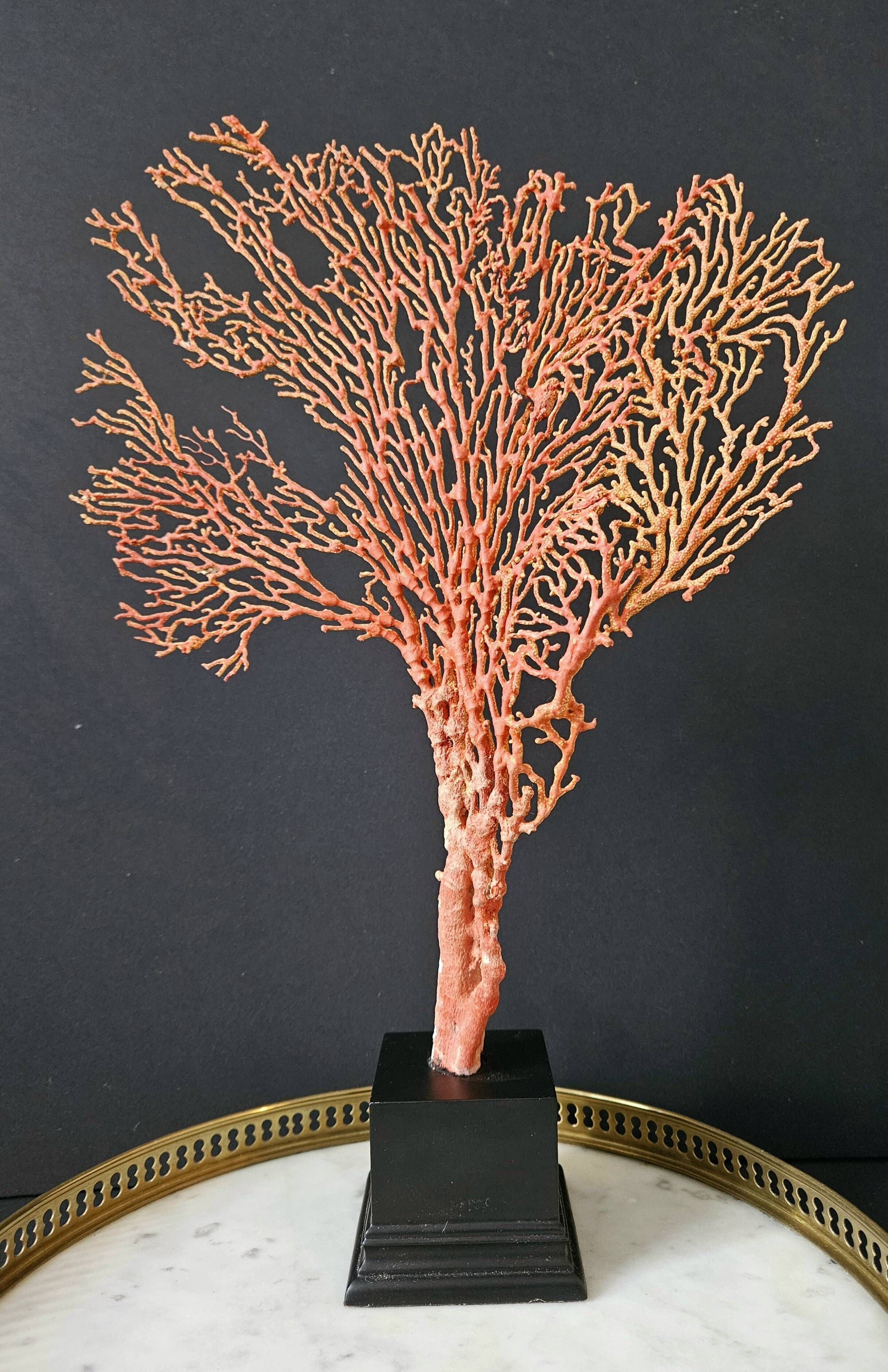 Gorgone Rouge XXL Wooden Base. H: 40 cm | Curiosity Decorative Object