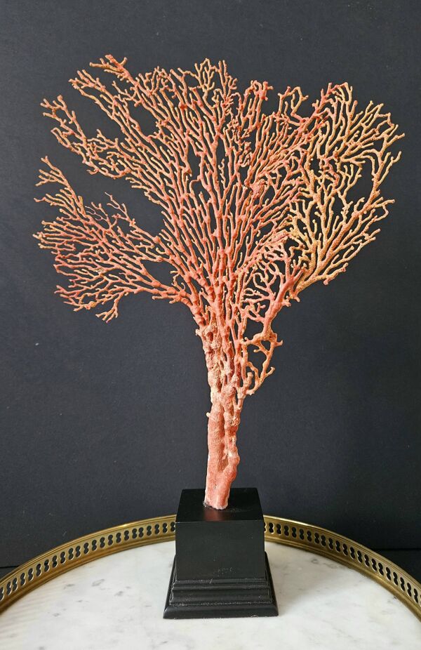 Gorgone Rouge XXL Socle en bois. H : 40 cm   Objet de Décoration Curiosité