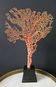 Gorgone Rouge XXL Wooden Base. H: 40 cm | Curiosity Decorative Object