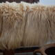 Animal skin