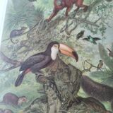 Gravure ancienne - Animaux d'Amérique du sud - Chromo-Lithographie de 1909