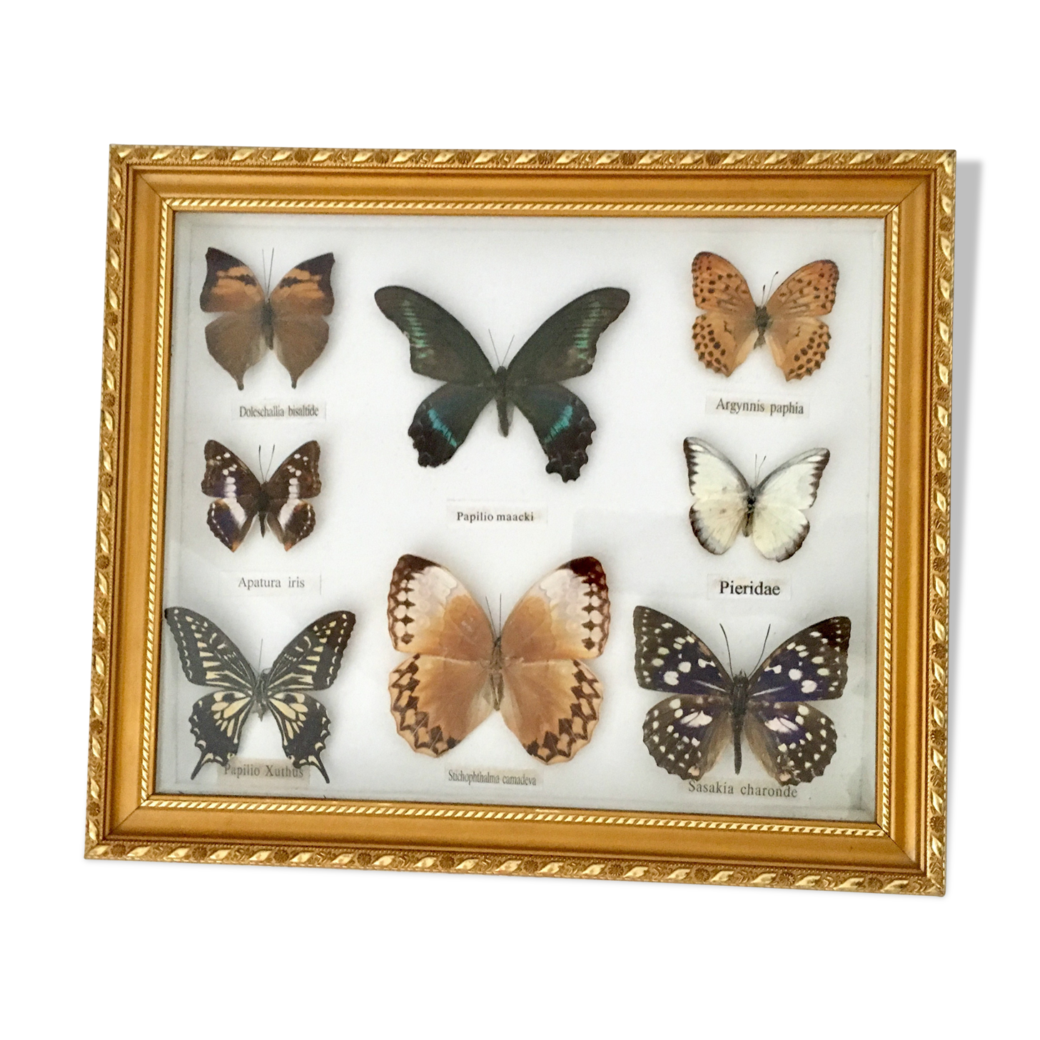 Frame mounted butterflies