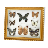 Frame mounted butterflies