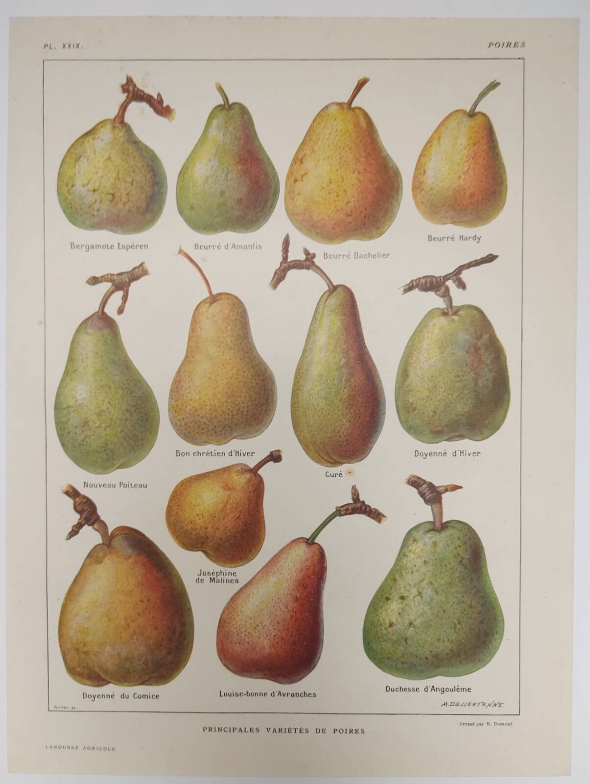 Original engraving from 1922 - Pear - Old orchard board, pear fruit