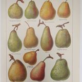 Original engraving from 1922 - Pear - Old orchard board, pear fruit