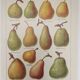 Original engraving from 1922 - Pear - Old orchard board, pear fruit