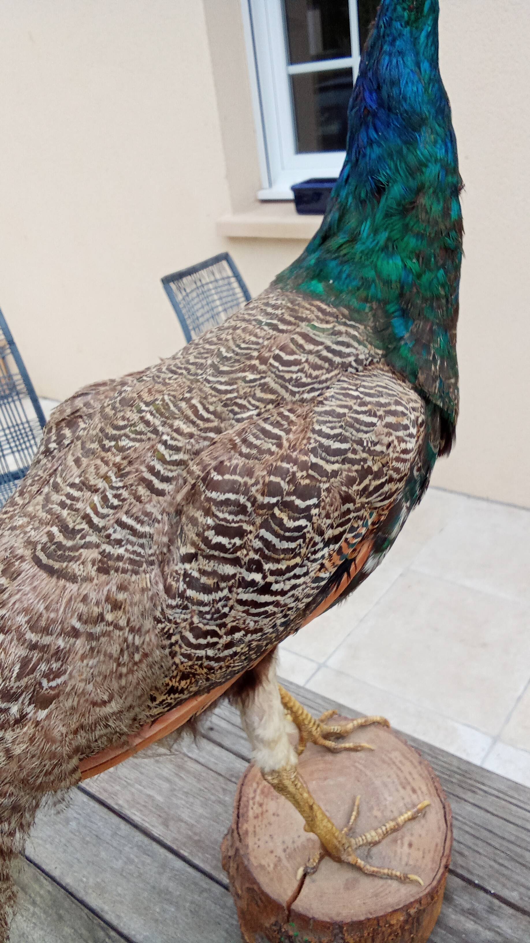 Taxidermy cabinet of curiosities stuffed peacock