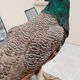 Taxidermy cabinet of curiosities stuffed peacock