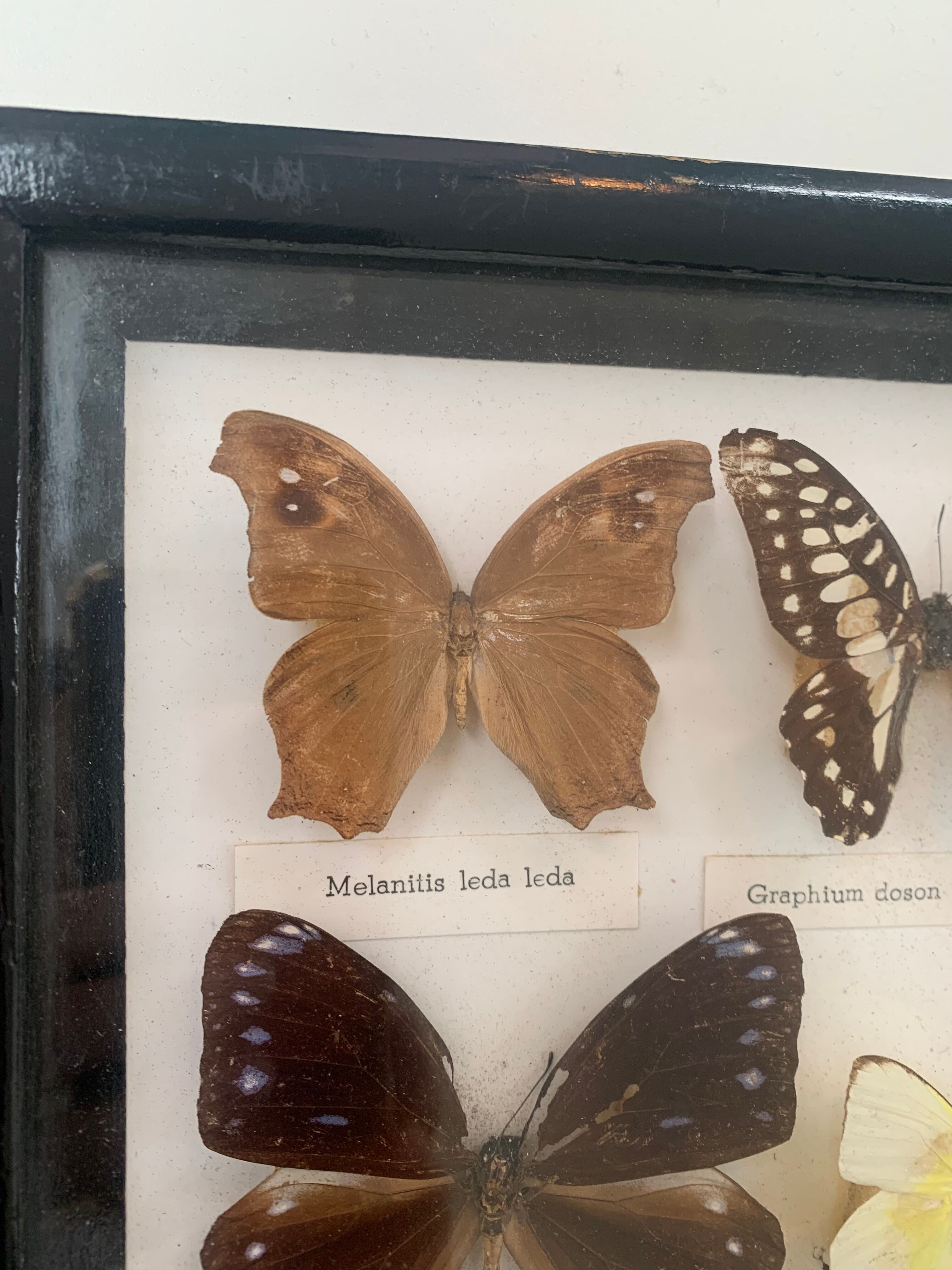 Cadre vintage de papillons, taxidermie