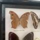 Cadre vintage de papillons, taxidermie