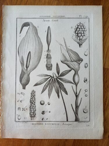 Estampe planche gravure botanique vintage Arum