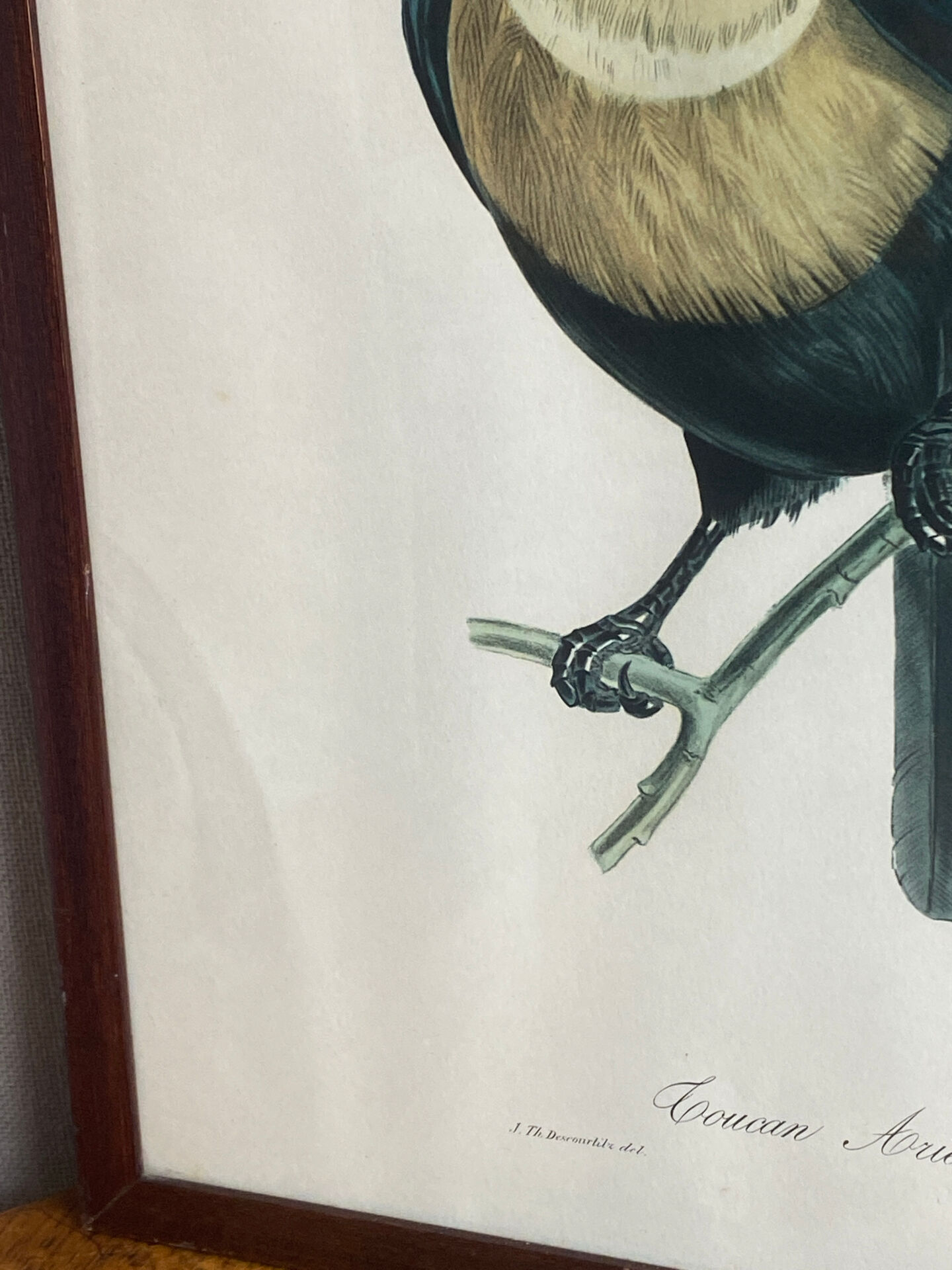 Gravure, Toucan Ariel, Descourtilz