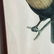 Gravure, Toucan Ariel, Descourtilz