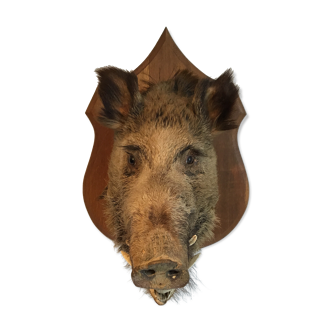 Trophy boar