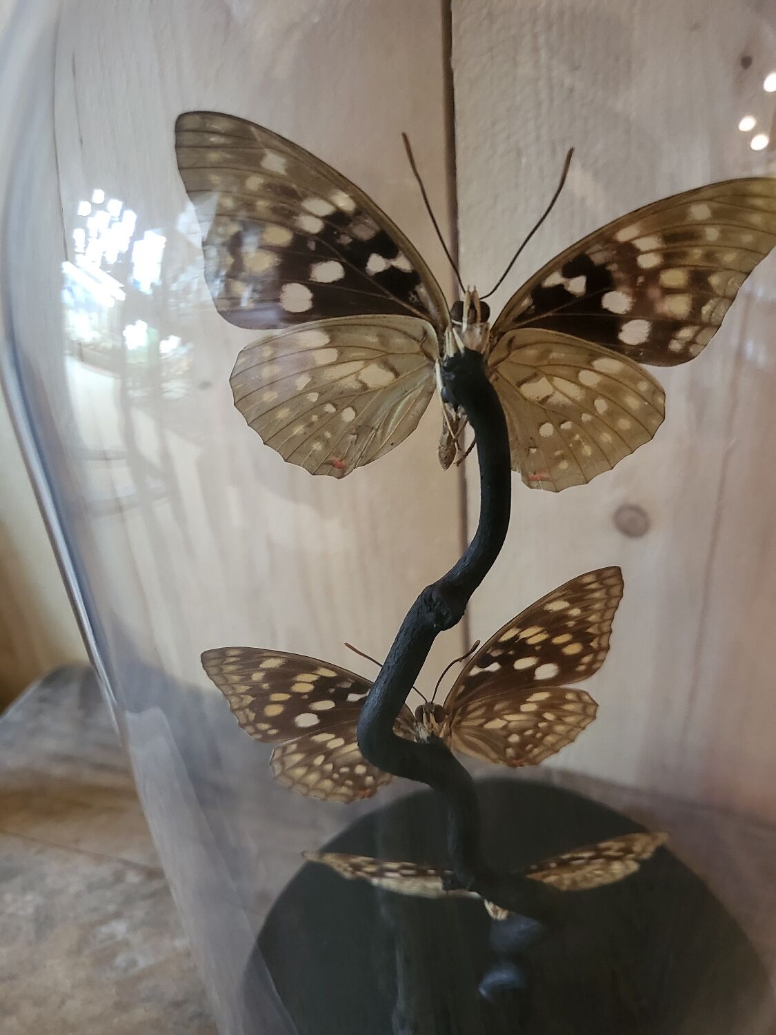 Globe trio de papillons
