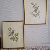 Bird lithographs by Marlin 1950