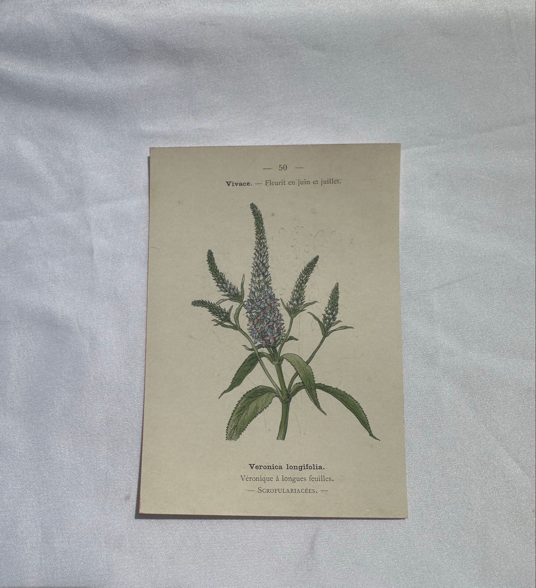 Botanical plate engraving flower 1800 double-sided coloured