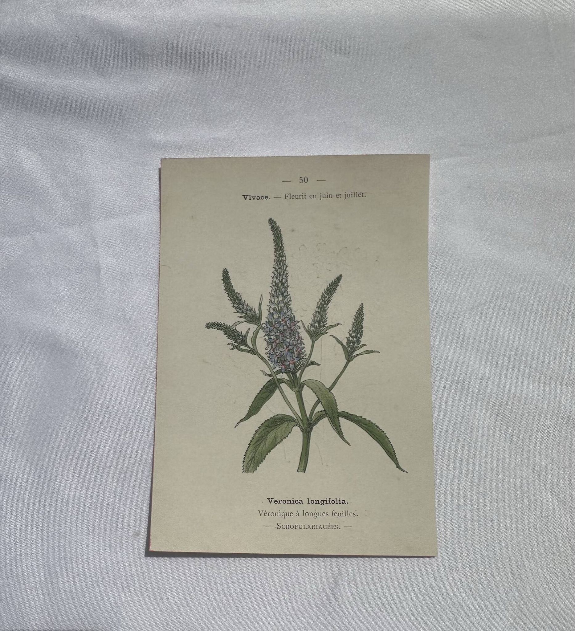 Planche botanique, gravure fleur 1800