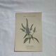 Botanical plate engraving flower 1800 double-sided coloured