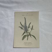 Planche botanique, gravure fleur 1800