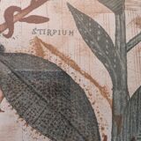 Botanical art print
