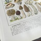 Lithograph on mushrooms from 1928 "cep"