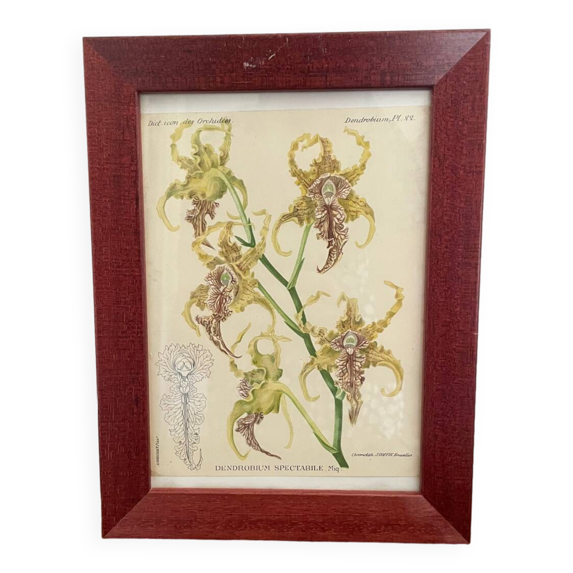 Orchid botanical illustration frame